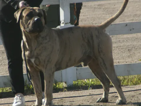 Gestroomde Presa Canario in showhouding op een hondenshow