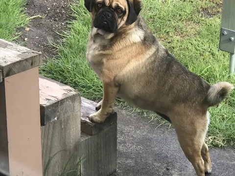 Puggle in zijaanzicht