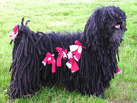 Puli in zijaanzicht