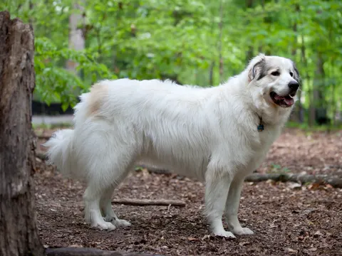 Pyreneese Berghond staat in zijaanzicht in een bos naast een boomstronk