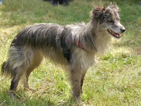 Pyreneese Herdershond à poil long in zijaanzicht