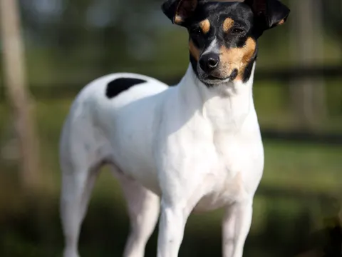 Ratonero Bodeguero Andaluz in zijaanzicht