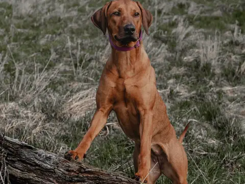 Rhodesian Ridgeback staat buiten in natuurlijk daglicht op een grasvlakte, roodtarwe vacht met de kenmerkende ridge over de rug