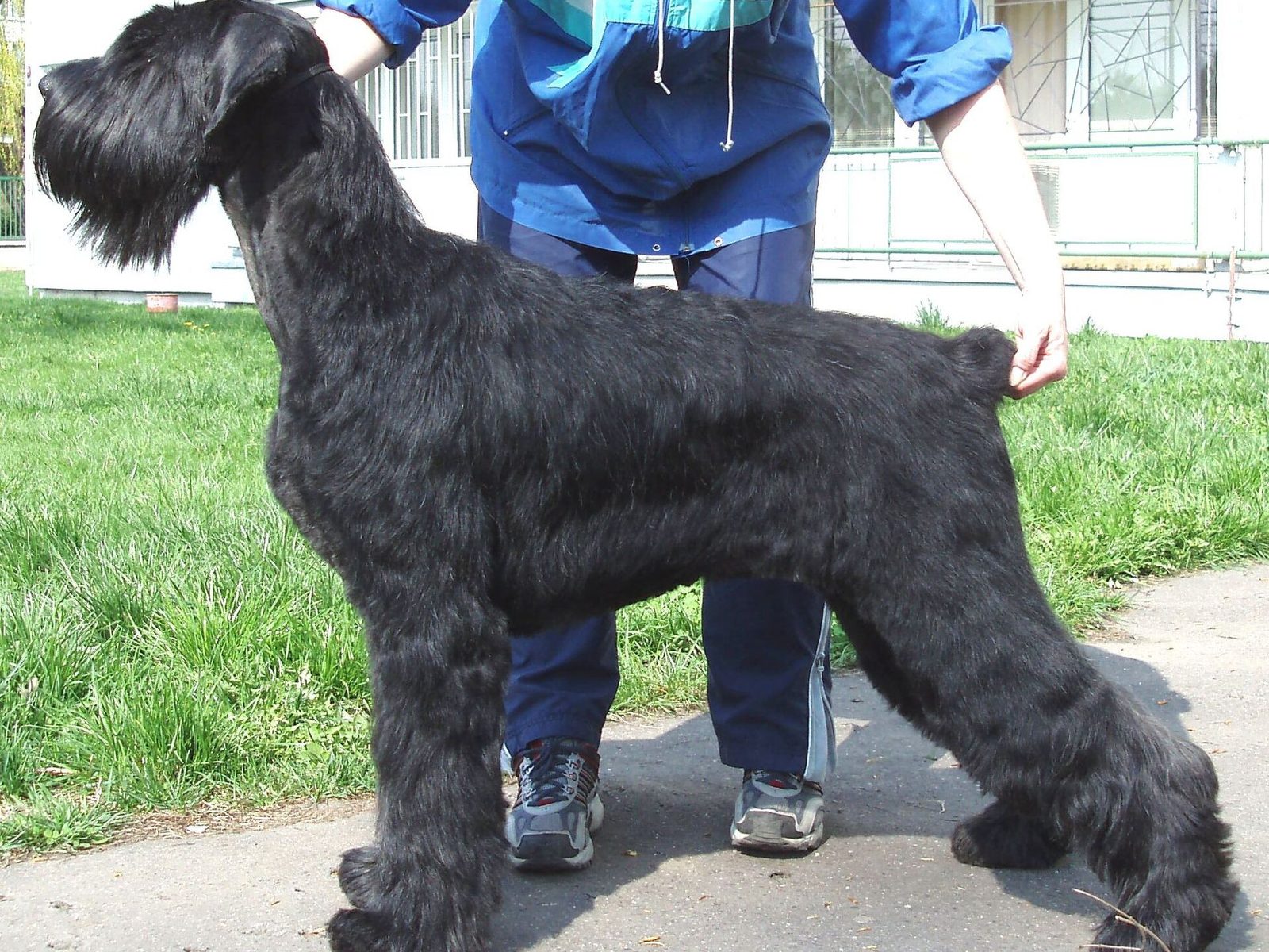 Riesenschnauzer in zijaanzicht