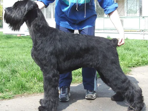 Riesenschnauzer in zijaanzicht
