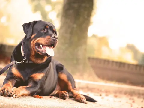 Rottweiler staat rustig buiten in een grasveld in natuurlijk daglicht, zwart met bruine aftekeningen en een aandachtige blik