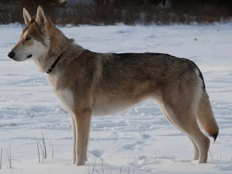Saarlooswolfhond in zijaanzicht