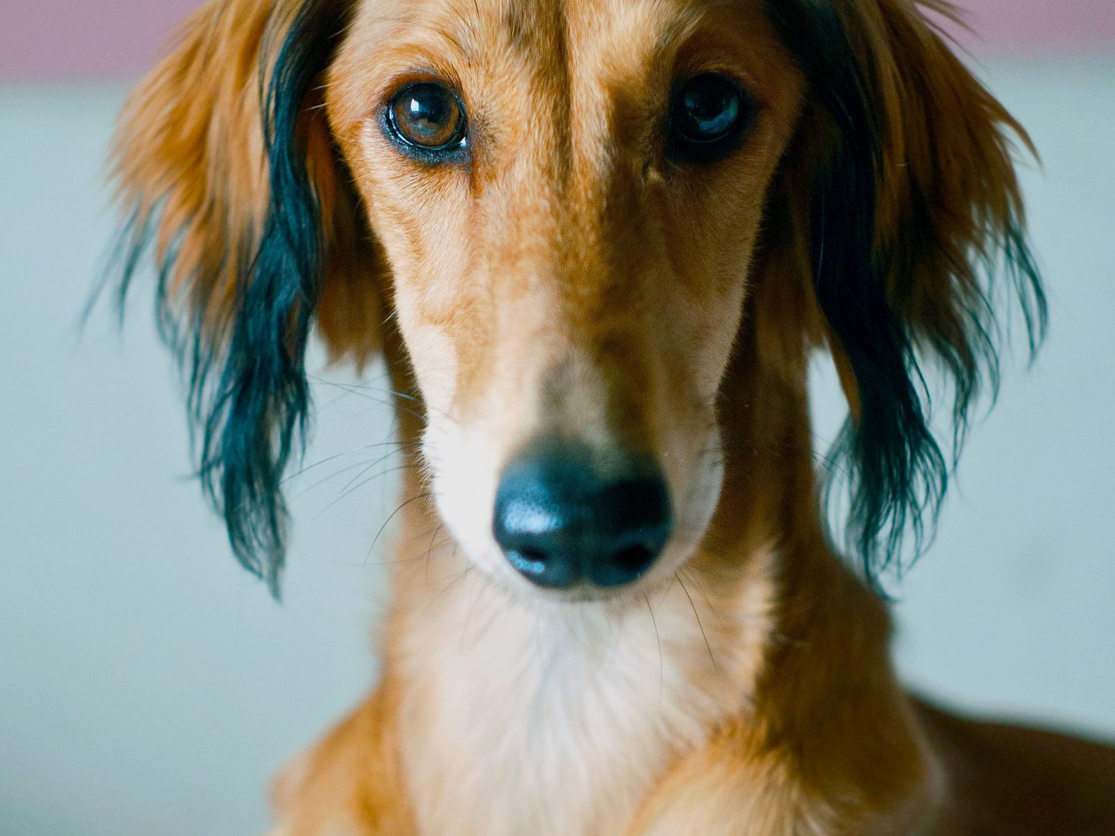 Saluki staat alert in open natuur in zacht daglicht, slanke lijn en lange bevederde oren goed zichtbaar