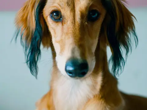 Saluki staat alert in open natuur in zacht daglicht, slanke lijn en lange bevederde oren goed zichtbaar