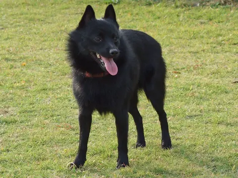 Zwarte Schipperke staat in het gras met gespitste oren en tong uit de bek