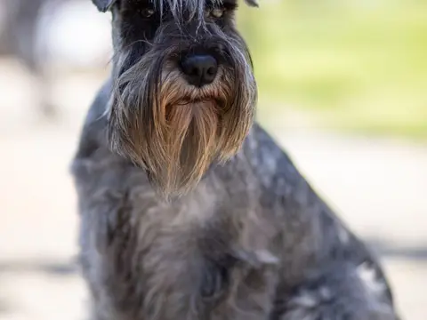 Schnauzer met typische baard en wenkbrauwen staat alert buiten in het gras in natuurlijk daglicht