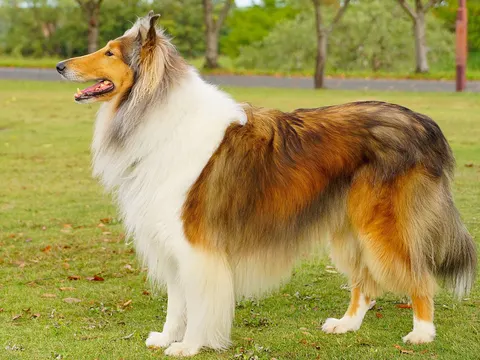 Schotse Collie in zijaanzicht