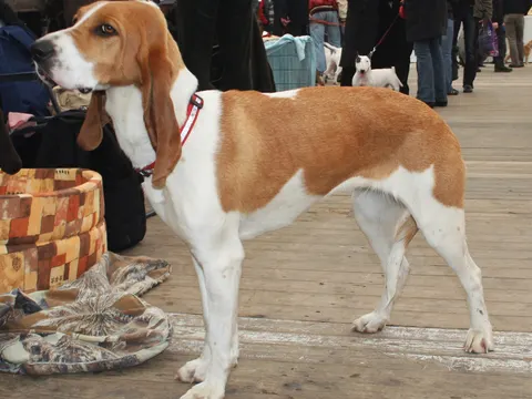 Schweizer Laufhund in zijaanzicht