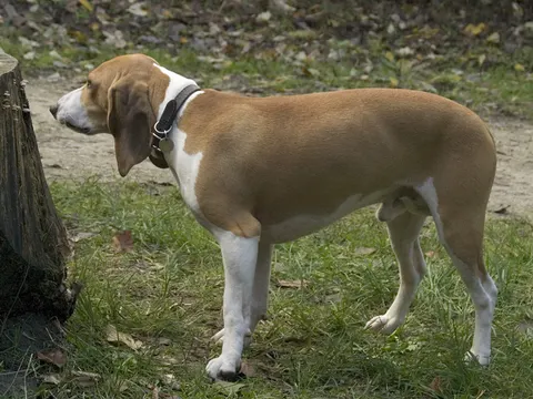 Schweizer Niederlaufhund in zijaanzicht
