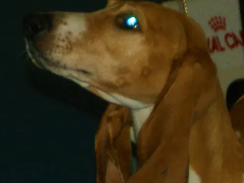 Schwyzer Laufhund in zijaanzicht
