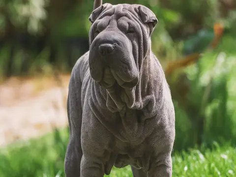 Shar Pei staat rustig buiten in een grasveld in natuurlijk daglicht, met de kenmerkende huidplooien en donkere waardige blik