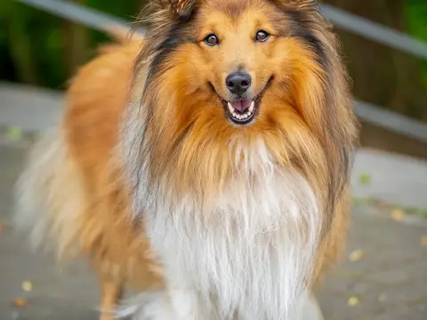 Sheltie staat alert buiten in het gras in natuurlijk daglicht, volle sable vacht en opgeheven kop