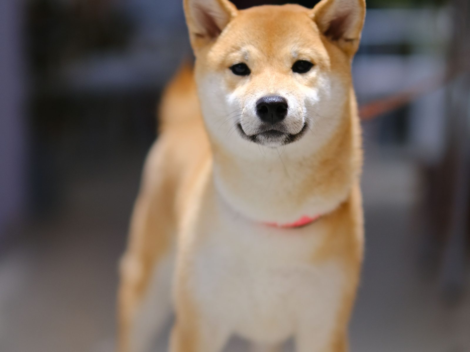 Rode Shiba Inu staat alert buiten in een grasveld in natuurlijk daglicht, oren rechtop en krulstaart over de rug