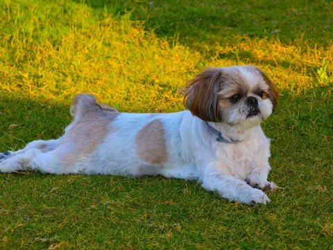 Shih Tzu zit rechtop buiten in het gras in natuurlijk daglicht, lange vacht en typisch chrysant-gezicht naar de camera