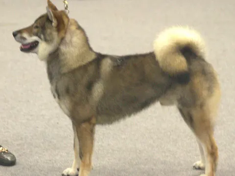 Shikoku met sesamkleurige vacht en gekrulde staart in showhouding