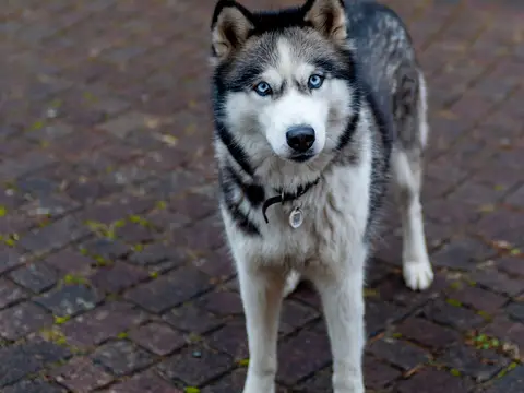 Siberische Husky staat alert buiten in een besneeuwd landschap in helder daglicht, oren rechtop en heldere ogen