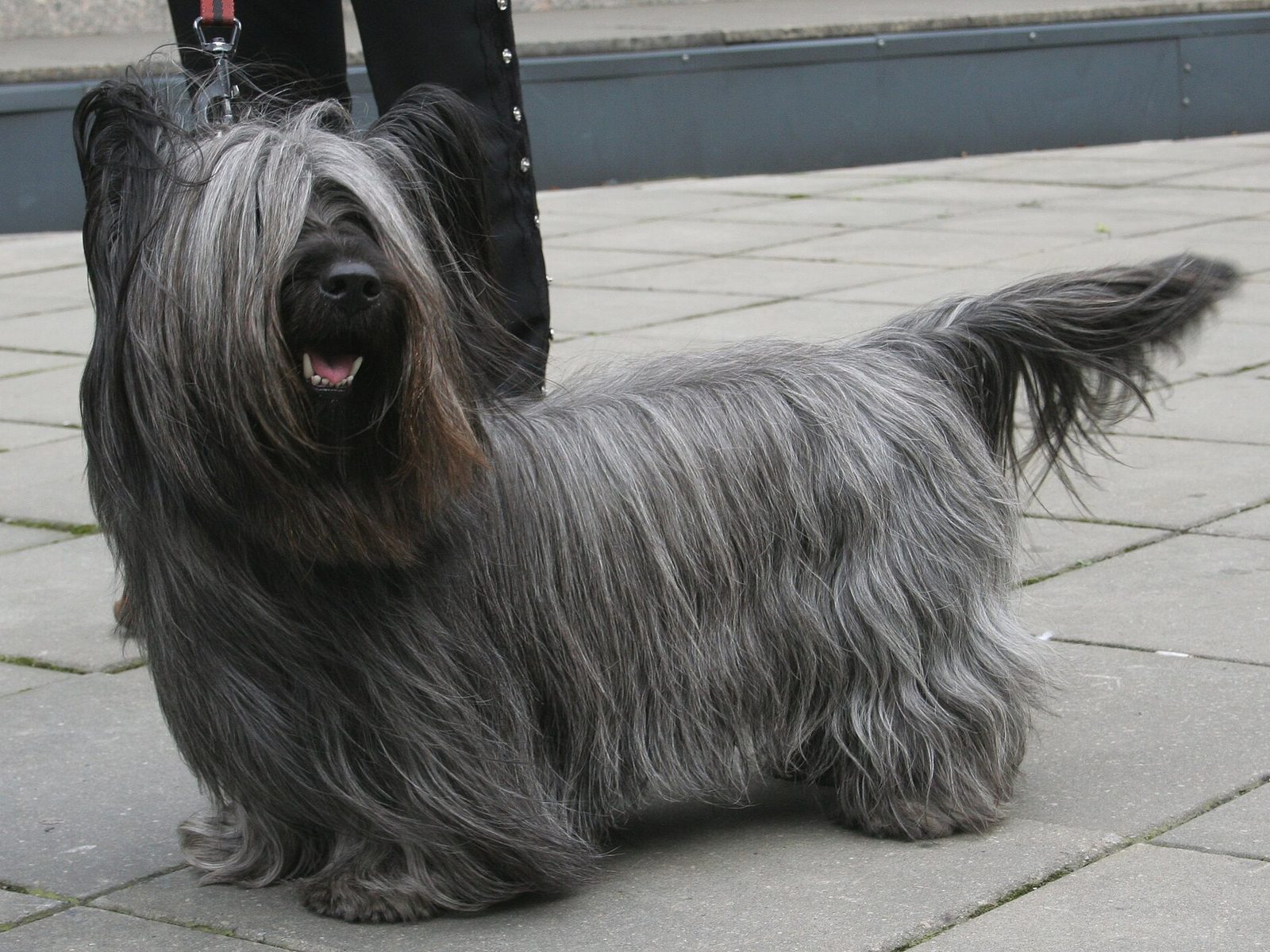 Skye Terriër in zijaanzicht