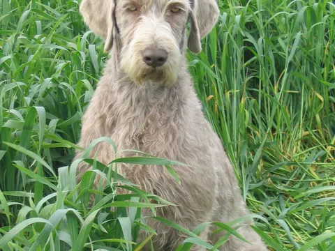 Slowaakse Ruwharige Staande Hond in zijaanzicht