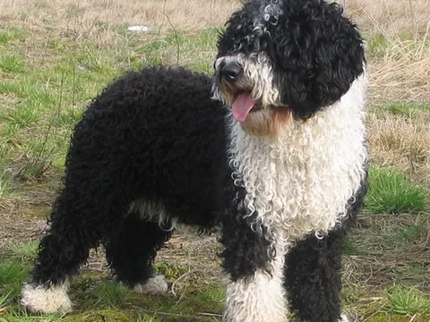 Spaanse Waterhond met zwart-witte krulvacht staat in het gras, tong uit de bek