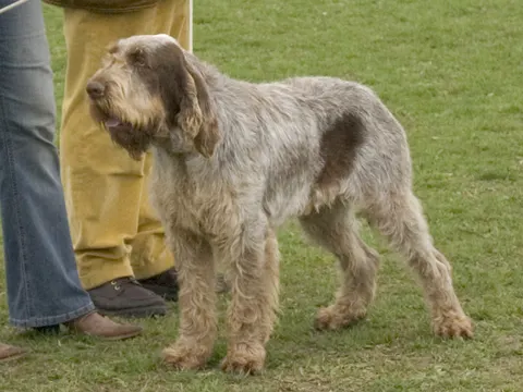 Spinone Italiano in zijaanzicht