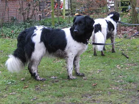 Stabijhoun in zijaanzicht