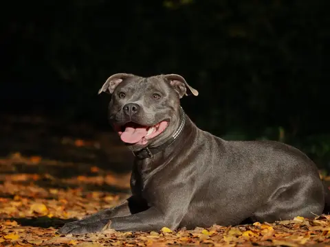 Staffordshire Bull Terrier staat gespierd en alert buiten in het gras in natuurlijk daglicht, oren geheven