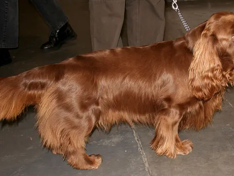 Sussex Spaniel in zijaanzicht