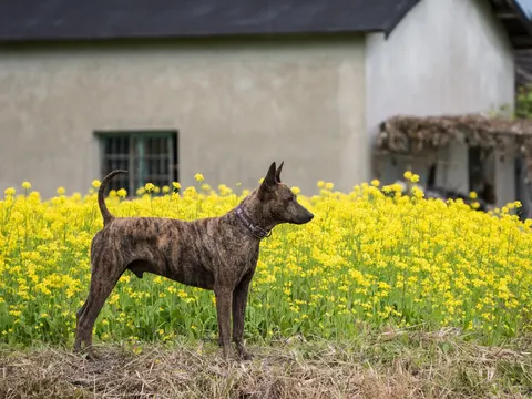 Taiwan Dog in zijaanzicht