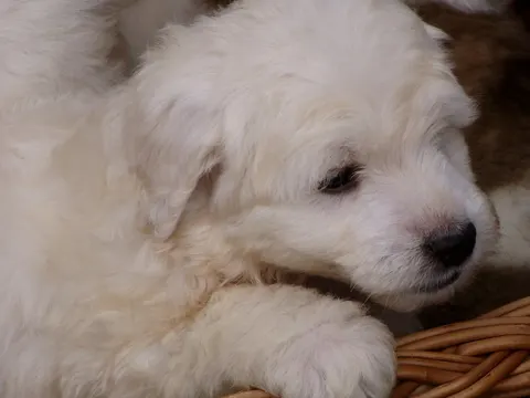 Tatrahond in zijaanzicht