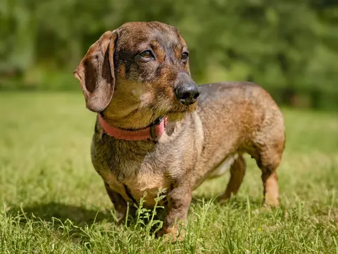 Teckel staat alert in het gras buiten in natuurlijk daglicht, langgerekt lijfje en oren naar voren