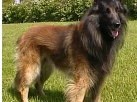 Tervuerense Herder in zijaanzicht