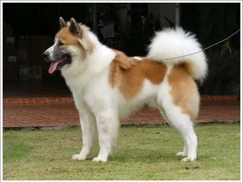 Thai Bangkaew Dog in zijaanzicht