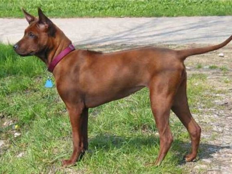 Thai Ridgeback in zijaanzicht