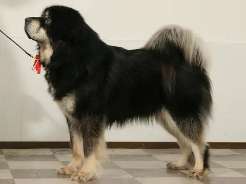 Zwart-met-tan Tibetaanse Mastiff met dikke vacht staat in zijaanzicht binnen