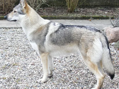 Tsjechoslowaakse Wolfhond in zijaanzicht