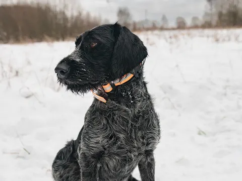 Draadhaar Vizsla in zijaanzicht