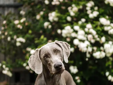 Weimaraner staat alert in een veld in natuurlijk daglicht, de zilvergrijze vacht glanzend en de kop aandachtig geheven