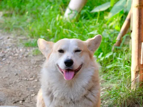 Welsh Corgi Pembroke staat alert in het gras buiten in natuurlijk daglicht, oren rechtop en bek licht geopend