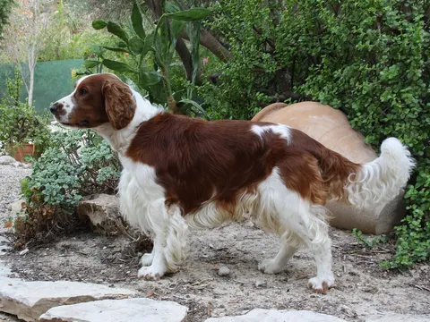 Welsh Springer Spaniel in zijaanzicht