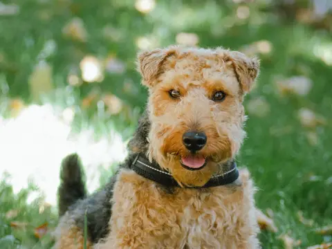 Welsh Terrier staat alert in een grasveld in natuurlijk daglicht, zwart zadel en tan aftekening op kop en benen