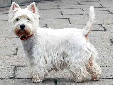West Highland White Terrier met rode halsband staat op een gekasseid plein, staart omhoog