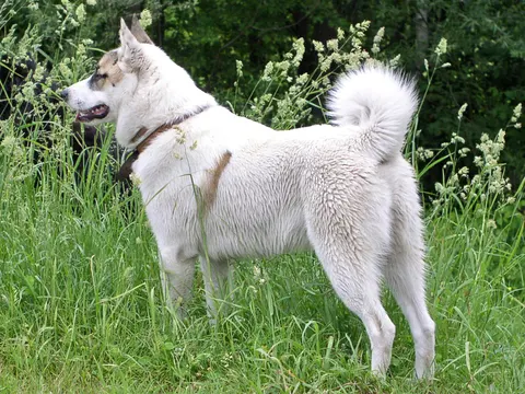 West-Siberische Laika in zijaanzicht