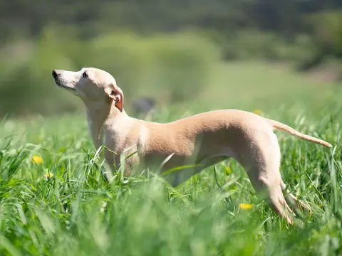 Whippet staat slank en alert buiten in een grasveld in natuurlijk daglicht, oren naar achteren en blik in de verte