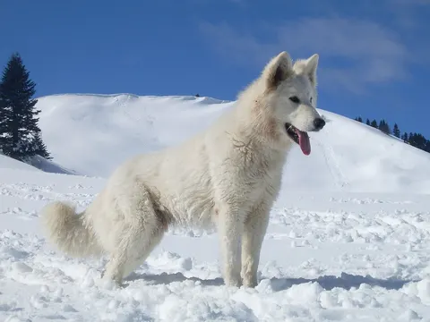 Witte Zwitserse Herder in zijaanzicht