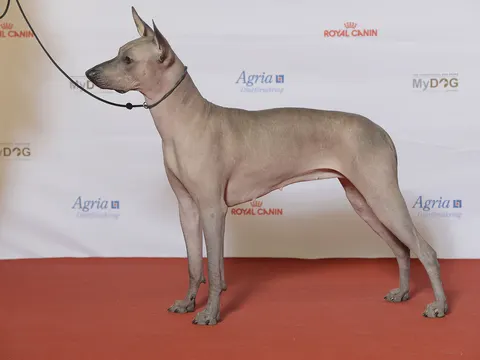 Xoloitzcuintli in zijaanzicht